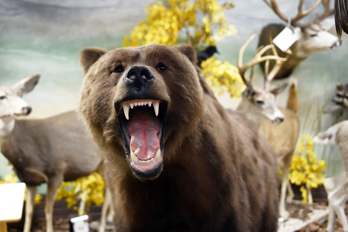 169 The Alaskan Brown Bear at Pierson Museum.JPG